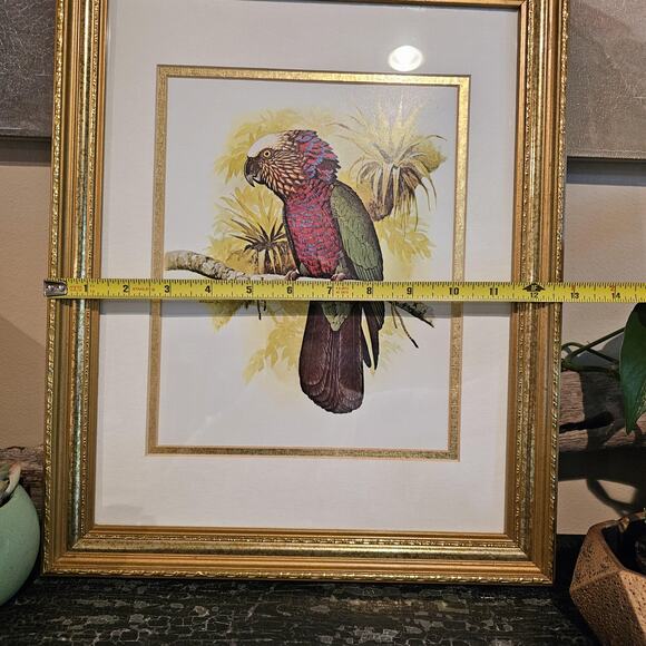 1978 William T Cooper Hawk Headed Parrot Illustration In Vintage Frame - Picture 2 of 4